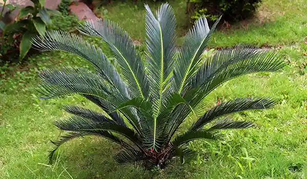 Sago palm