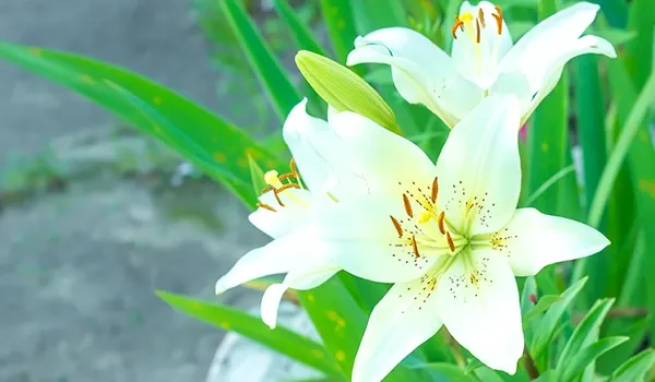 true lilies