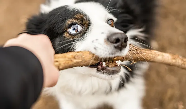 tug of war