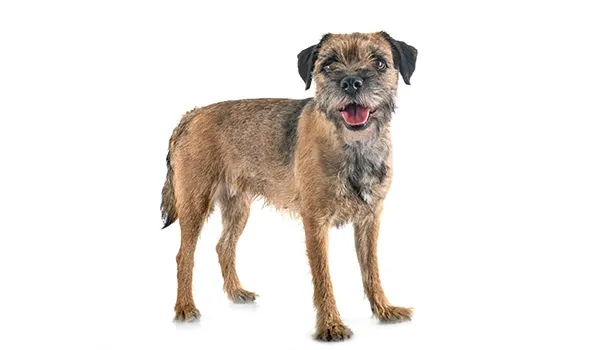 border terrier body