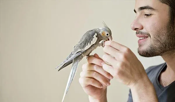 man parrot playing