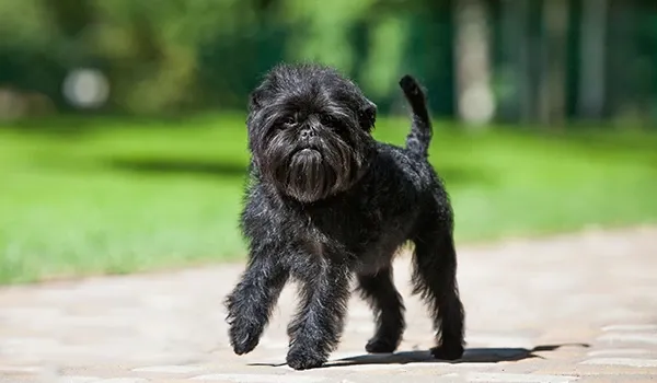 affenpinscher