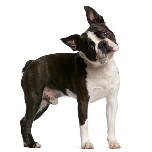 boston terrier dog