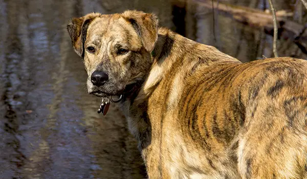 catahoula