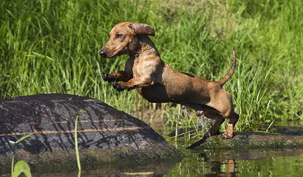 dachshund
