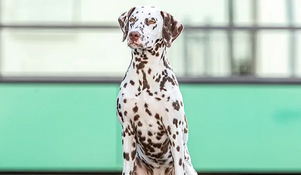 dalmatian bronzed fur