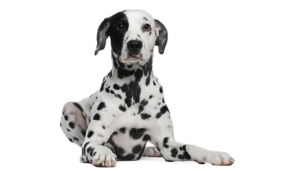 dalmatian dark spots