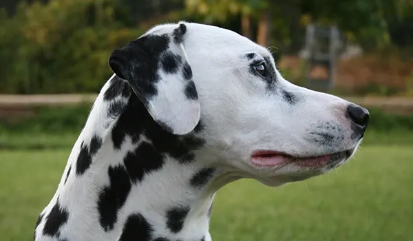 dalmatian deafness