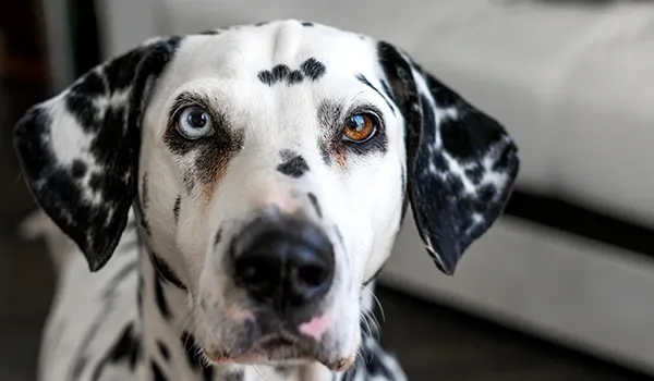 dalmatian pigmentation