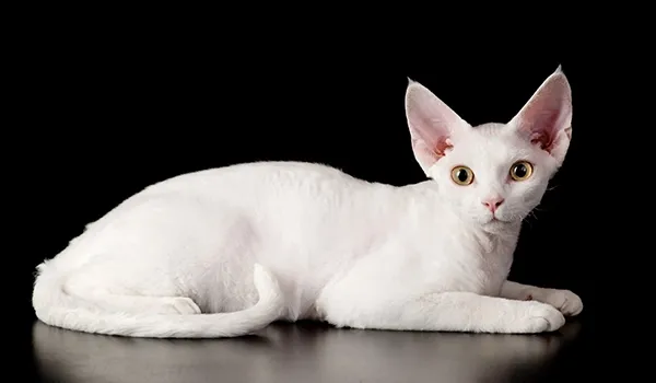devon rex