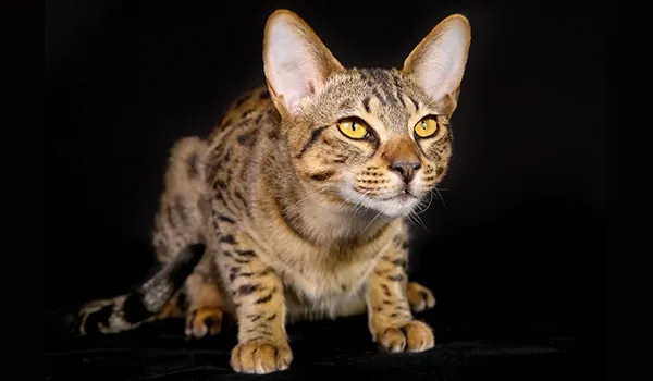 egyptian mau breed