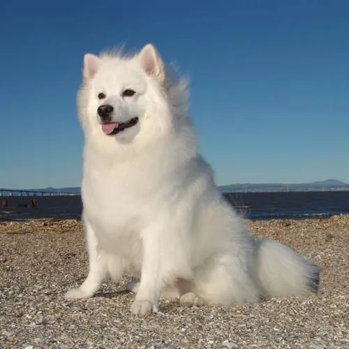 eskimo dog
