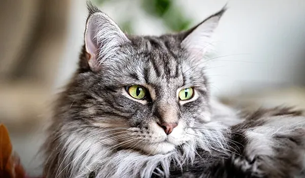 maine coon breed