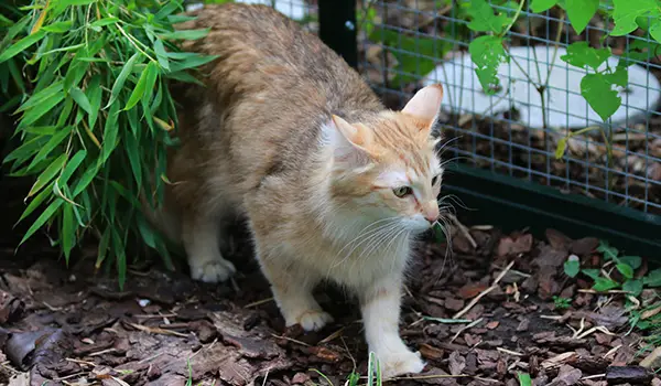norwegian forest cat