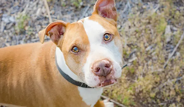 pit bull terrier
