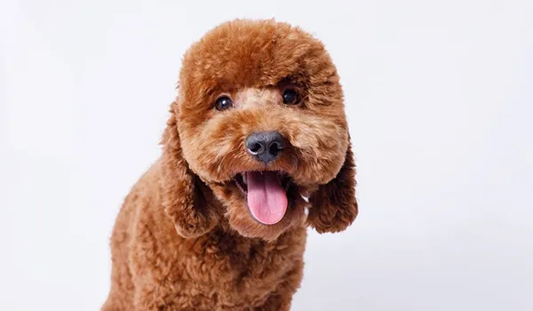 poodle