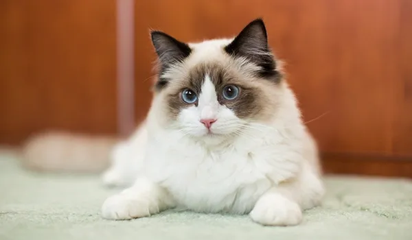 ragdoll breed