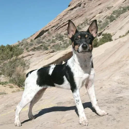 rat terrier