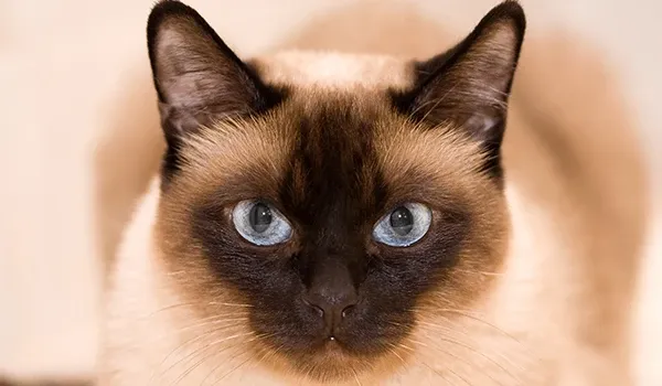 siamese breed