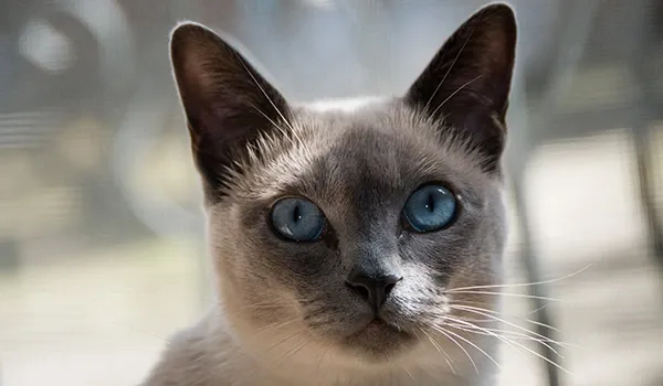 tonkinese cat