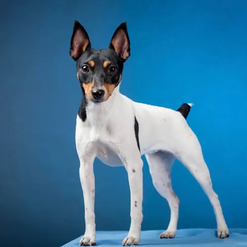 toy fox terrier