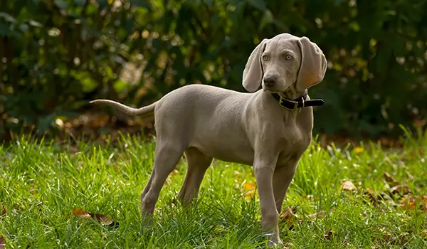 weimaraner