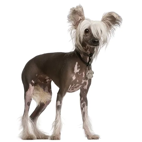 Chinese Crested