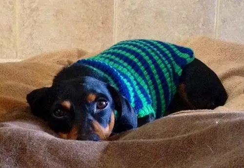 dog sweater