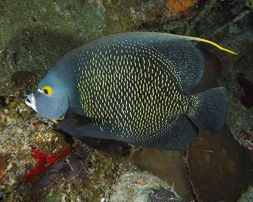 French Angelfish