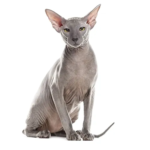 Peterbald