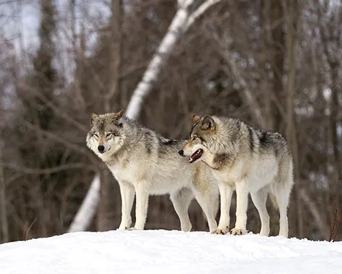 Wolves