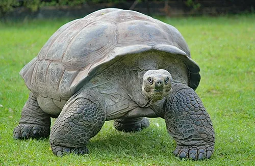 Giant tortoise