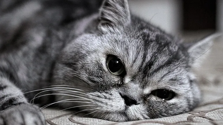 People Think These Pets Are Inherently Unhealthy, but That Is a Myth