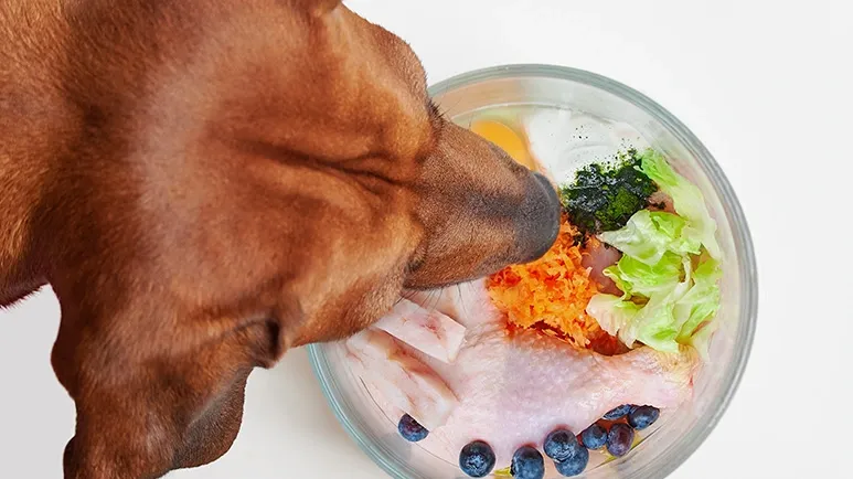 Could This Popular Protein Be Behind Your Pet's Allergies?