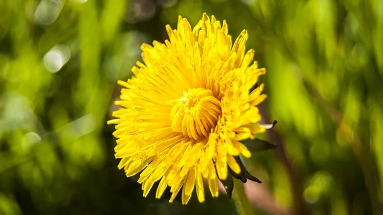 The Backyard Weed That Can Boost Your Pet's Health