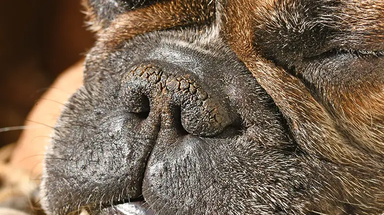 This Sneaky 'Crust' Can Show Up on Paws or Snoots