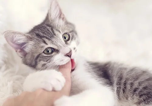 he gives you a love bite