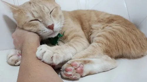 he kneads you
