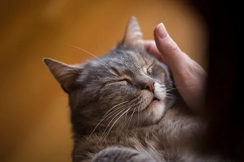 he purrs