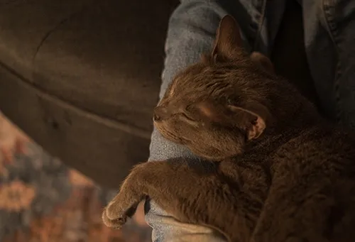 he sleeps on your lap