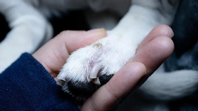 A Common Paw Problem That Can Make Walking Painful