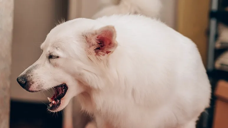 Pets at Risk for Pyloric Stenosis