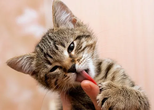 she grooms you