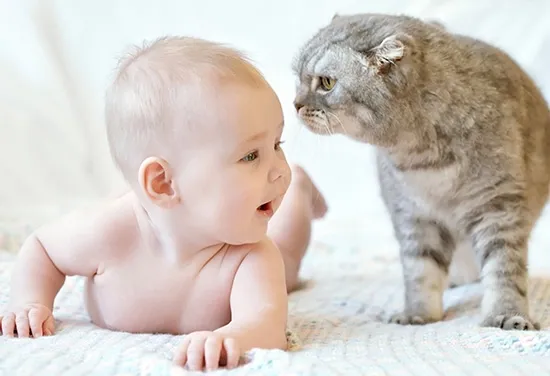 cat haters cat and baby