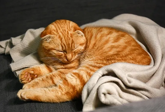 cat haters i can tell you have cats