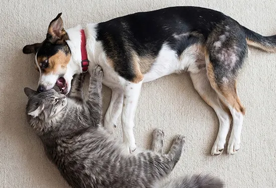 cat haters i like dogs