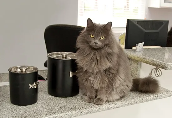 cat haters if i had cats