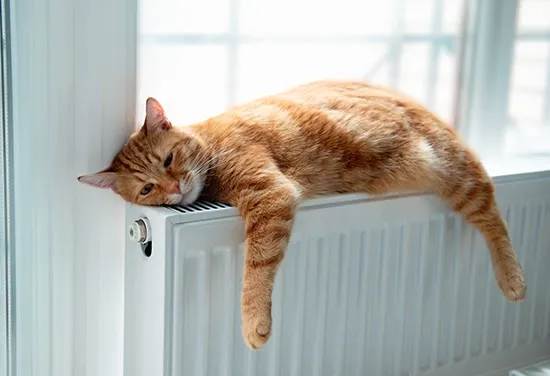 cat haters lazy cat