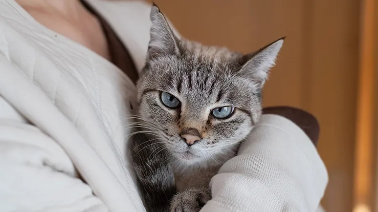 The 7 Most Annoying Comments You Can Make to a Cat Owner