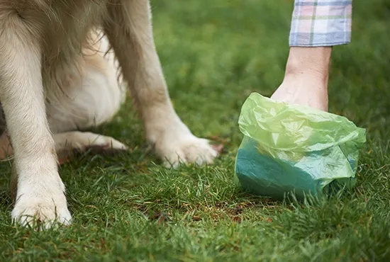 dog poop bag